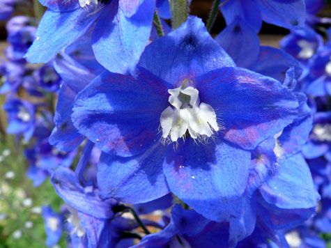 blueflower